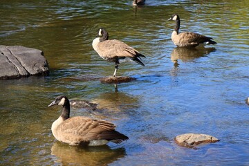 Canada geese resting on rocks in shallow river water © fluffypw88
