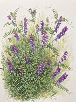 Watercolor Painting of Purple Vicia Cracca Tufted Vetch Wildflowers