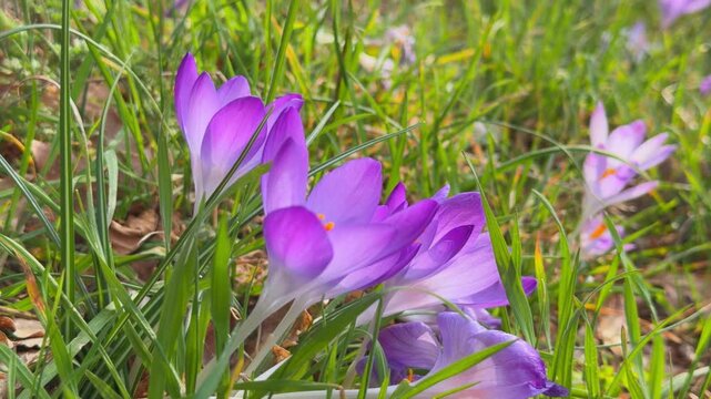 Purple crocus flowers with orange stamens sway softly in green grass, a close up of early spring bloom in a meadow.