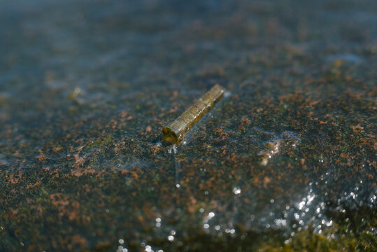 A small home of caddisfly on a wet rock