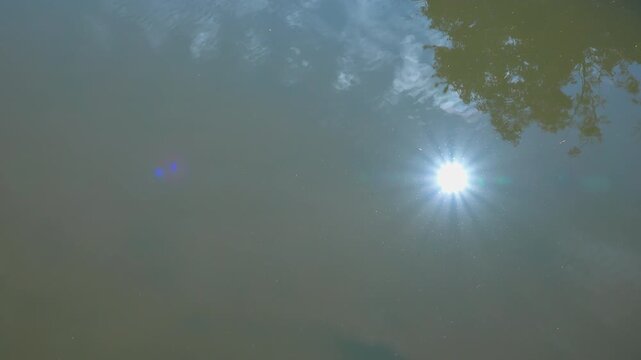 Bright Sun Reflection with Lens Flare and Water Strider on Pond Surface