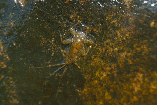 Mayfly nymph crawling on wet rock in shallow water