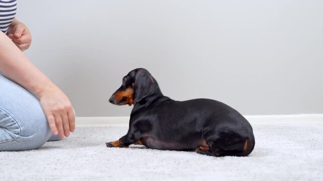 A black and tan dachshund dog follows hand gestures from a kneeling person, turning its head, sitting and lying down on a carpeted floor at home, a concept of obedience training.