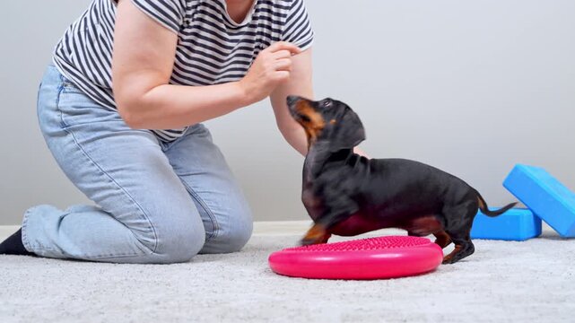 A woman in jeans kneels on a carpet and hands a snack to a black and tan dachshund dog stepping onto a pink balance pad beside blue foam bricks, a concept of bonding through physical therapy.