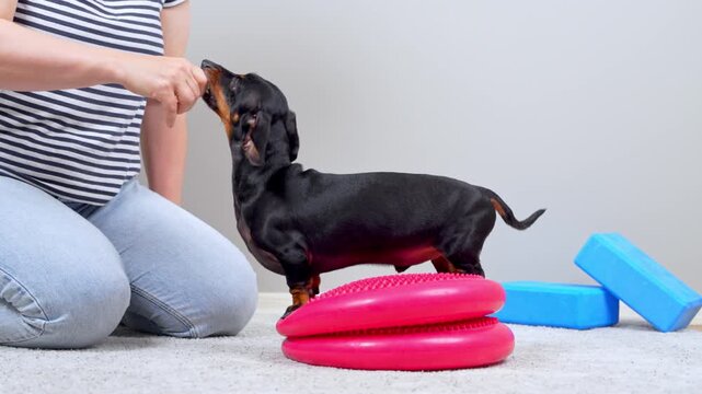 A woman in a striped top and jeans hands a small snack to a black and tan dachshund dog standing on stacked pink wobble cushions beside blue foam bricks, a concept of positive motivation.