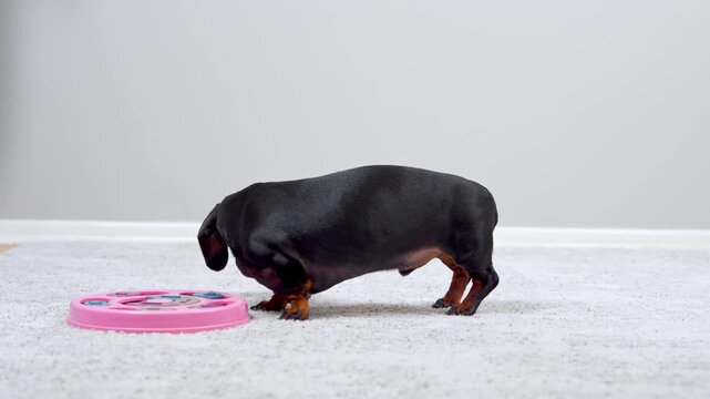 A black and tan dachshund dog stands on a carpet indoors, nosing a pink slow feeder puzzle bowl to eat kibble, a concept of enrichment feeding and mealtime slowdown.