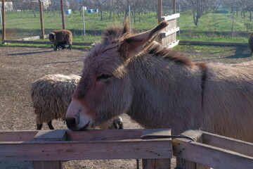 the gray horse is eating a fence in the village. © camerist65