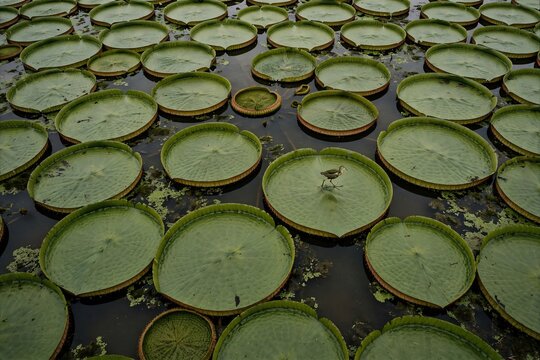 A small wattled jacana bird standing on giant Victoria amazonica water lily pads floating in a dark tranquil tropical pond in South America
