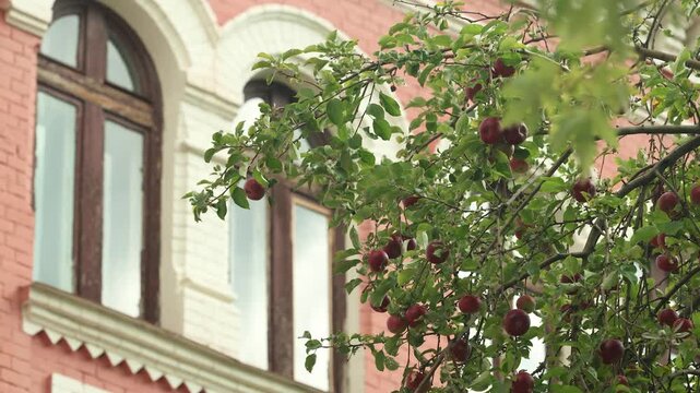 An apple tree with red apples against the backdrop of an administrative building in autumn