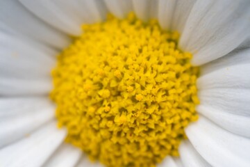 Soft white petals frame a vivid yellow center © MD Media