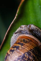 Close-up of a snail on a vibrant green leaf © MD Media