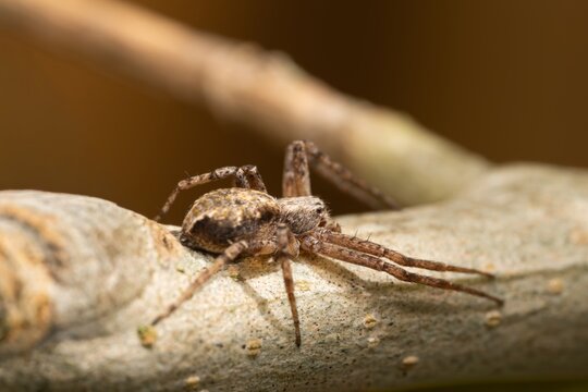 Brown spider perches on rough tree bark