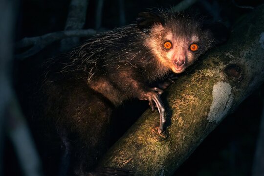 Close up portrait of an aye-aye lemur clinging to a tree branch in the dark showing its large orange eyes and specialized long middle finger
