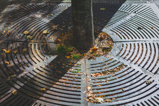 Tree trunk rises through a circular iron grate embedded in paved plaza in autumn. Fallen leaves and patches of moss collect around base in the park