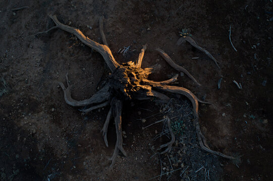 Aerial view of a weathered tree stump with exposed roots resting on dry, textured earth near Iron Canyon Reservoir in Big Bend, California, United States.