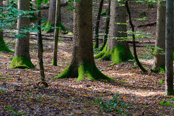 Area boscosa con alberi ricoperti di muschio © Ale.Ciampichetti