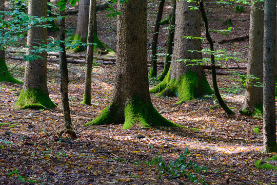 Area boscosa con alberi ricoperti di muschio