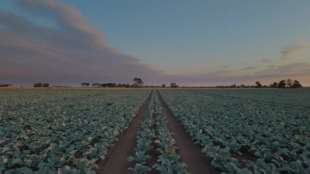 Rows of green cabbage stretch across wide open field