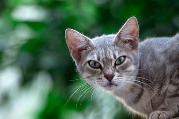 Portrait of a Cat © Simonetta