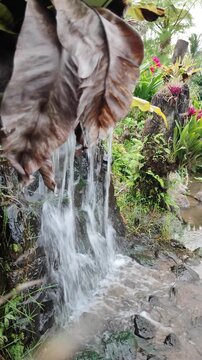 Gentle Cascade in Lush Garden: A serene water cascade flows over mossy rocks and through vibrant green foliage, creating a tranquil and refreshing natural scene.
