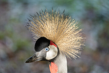 Fototapeta premium Grey Crowned Crane Portrait with Golden Feather Crown