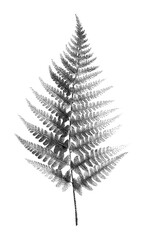 Obraz premium PNG Detailed fern illustration with stippling technique.