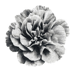 Obraz premium PNG Vintage botanical carnation flower illustration in halftone style