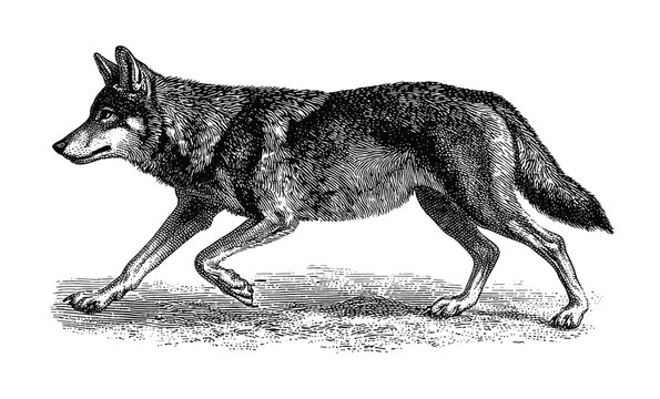 PNG Vintage wolf illustration in detailed engraving style.