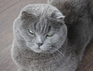 portrait of a cat © Каріна Дубас