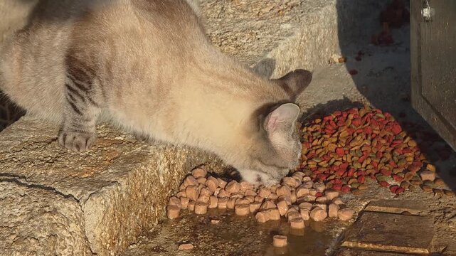 Hungry tabby cat eating wet food outdoors with wasps buzzing around and disturbing it, close-up shot