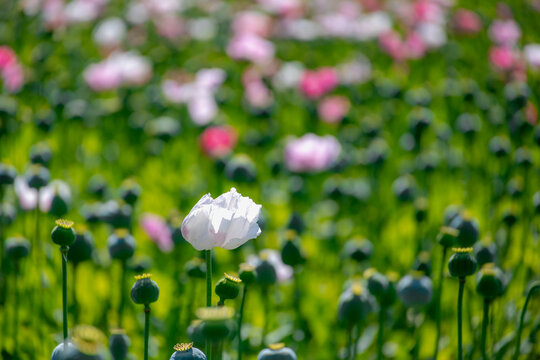 Selective focus of Papaver somniferum with green leaves in summer, Commonly known as the opium poppy or breadseed poppy, Multicolour flowers in garden with lush green grass, Natural floral background.