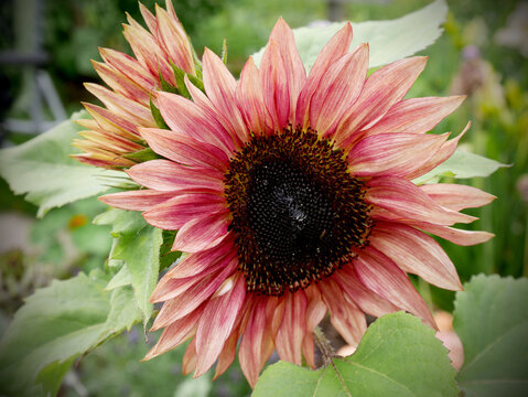 Close-up of a blooming bicolor sunflower with unique red and pastel pink petals and a dark center.