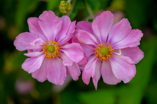 Selective focus of purple pink flowers with green leaves in garden, Anemone hupehensis (commonly known as the Chinese, Japanese anemone) with yellow stamens and white petals, Natural floral background