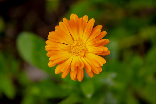 Selective focus of orange Calendula officinalis flower in garden, Pot Marigold, Ruddles, Mary's gold or Scotch marigold is a flowering plant in the daisy family Asteraceae, Natural floral background.