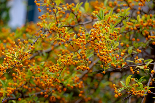 Selective focus of ripe orange berries of Pyracantha coccinea with green leaves in garden, Pyracantha is a genus of large, Thorny evergreen shrubs in the family Rosaceae with common names firethorn.