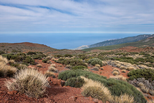 Vegetation im Teide-Nationalpark oberhalb der Baumgrenze