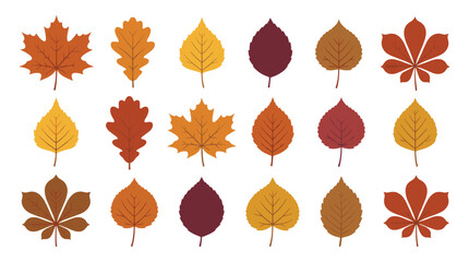 Fototapeta premium Autumn Leaf Assortment: A vibrant collection of autumn leaves in various shapes and warm hues, representing the beautiful transition of seasons.