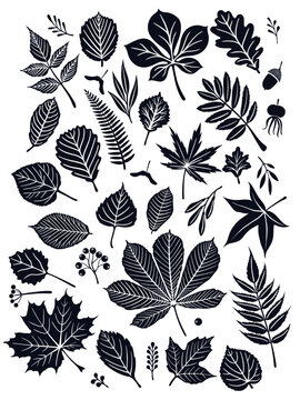 Set of monochrome outline fall leaves isolated on white background. Hand drawn floral design elements. Fall season elements perfect for scrapbook, card, poster, tattoo, wallpaper, invitation etc.