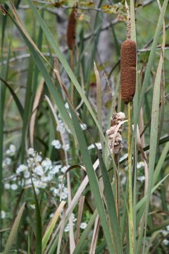  Cattail 