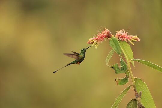 The Peruvian racket-tail (Ocreatus peruanus) is a species of hummingbird in the "brilliants", tribe Heliantheini in subfamily Lesbiinae.