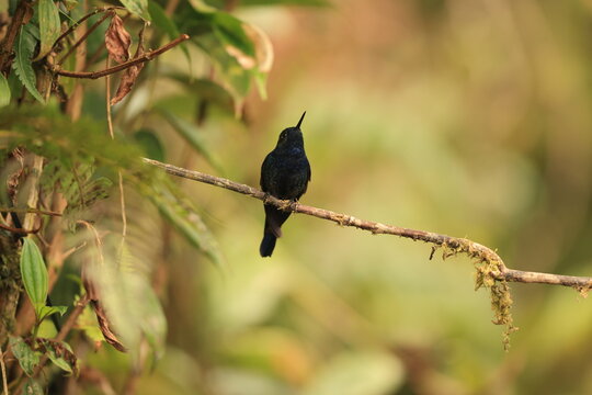 The royal sunangel (Heliangelus regalis regalis) is an endangered species of hummingbird in the "coquettes", tribe Lesbiini of subfamily Lesbiinae. It is found in Ecuador and Peru.