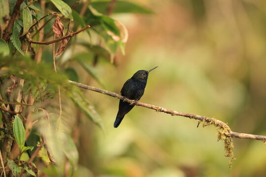 The royal sunangel (Heliangelus regalis regalis) is an endangered species of hummingbird in the "coquettes", tribe Lesbiini of subfamily Lesbiinae. It is found in Ecuador and Peru.
