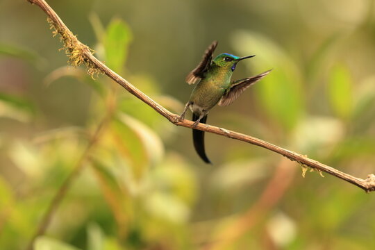 The long-tailed sylph (Aglaiocercus kingii mocoa) is a species of hummingbird in the "coquettes", tribe Lesbiini of subfamily Lesbiinae. This photo was taken in North Peru.
