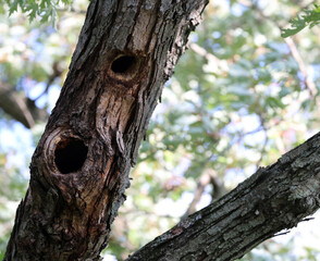 Obraz premium Two Natural Wildlife Cavities in a Mature Woodland Tree