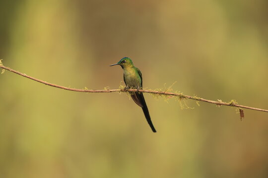 The long-tailed sylph (Aglaiocercus kingii mocoa) is a species of hummingbird in the "coquettes", tribe Lesbiini of subfamily Lesbiinae. This photo was taken in North Peru.