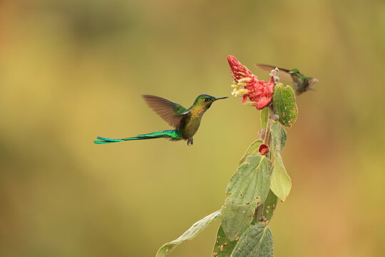 The long-tailed sylph (Aglaiocercus kingii mocoa) is a species of hummingbird in the "coquettes", tribe Lesbiini of subfamily Lesbiinae. This photo was taken in North Peru.