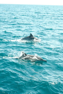 pair of dolphins