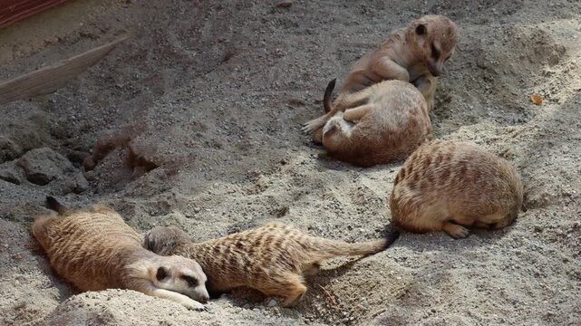 Groupe de suricates se reposant ensemble sur le sable