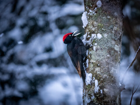 Black Woodpecker Calling on Snowy Trunk, Hokkaido