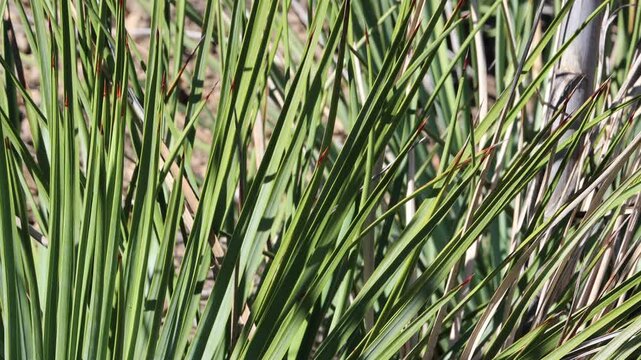 Chaparral Western Alimentum, Hesperoyucca Whipplei, an impressive native synoecious shrub like monocot displaying rosetted rigid lanceolately linear leaves during Autumn in the Santa Monica Mountains.